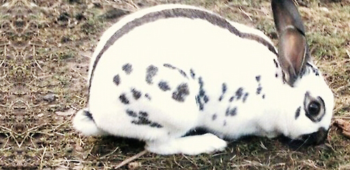 英国斑点兔
