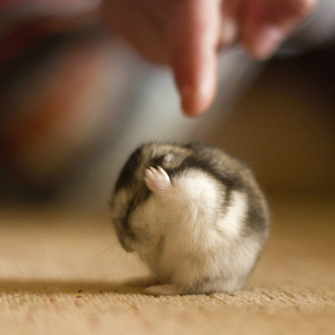 “窝不听窝不听~~窝才…才不肥…腻明明说过…窝这是…圆…圆润可爱哒……