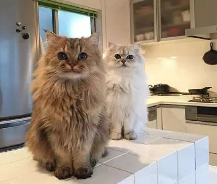 朕没有胖胖的，朕只是毛很多！