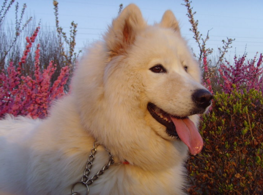 刚出生的小狗怎么养 注意小狗疾病的预防