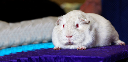 银色天竺鼠