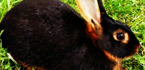 美国黄褐色家兔