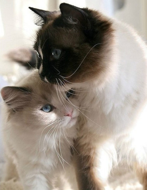 猫咪的情侣照，情到深处自然萌