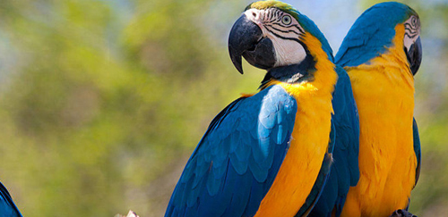 蓝黄金刚鹦鹉