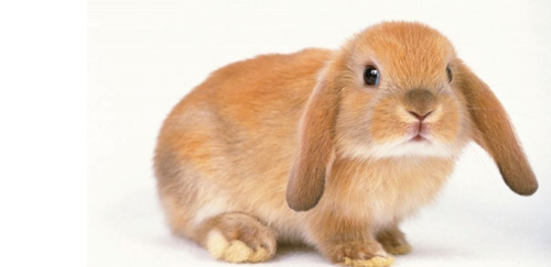 法国垂耳兔