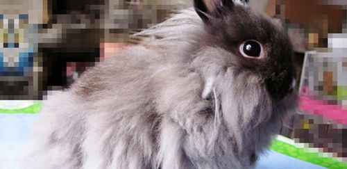 美国费斯垂耳兔