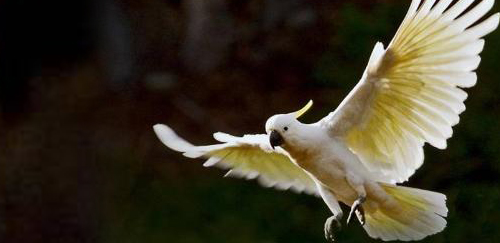 小葵花凤头鹦鹉