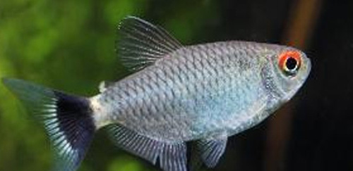 单斑蝴蝶鱼