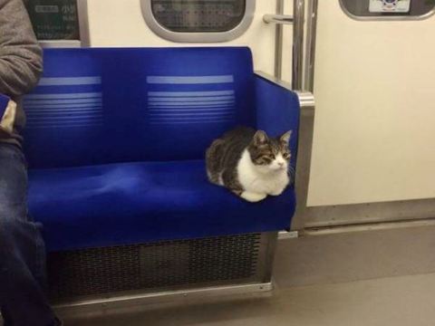 日本猫咪也会坐电车 西武池袋线的有名猫乘客