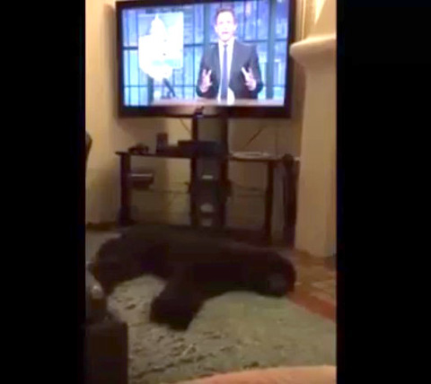 黑色大狗狗超乖巧 晚上电视一关立即睡觉