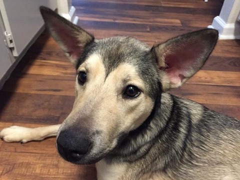 国外网友告诉你领养一只狗就是这么一回事