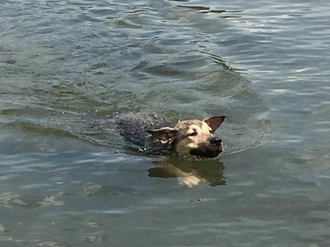 国外网友告诉你领养一只狗就是这么一回事