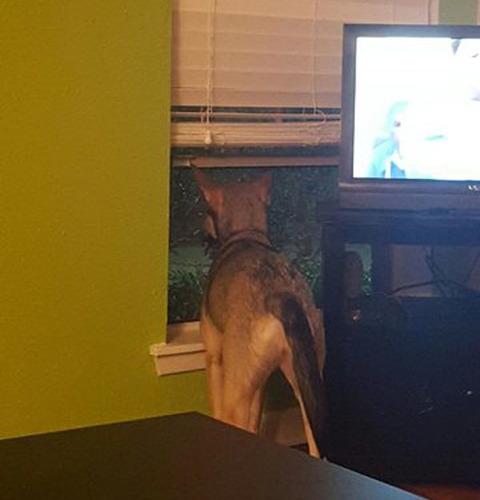 国外网友告诉你领养一只狗就是这么一回事