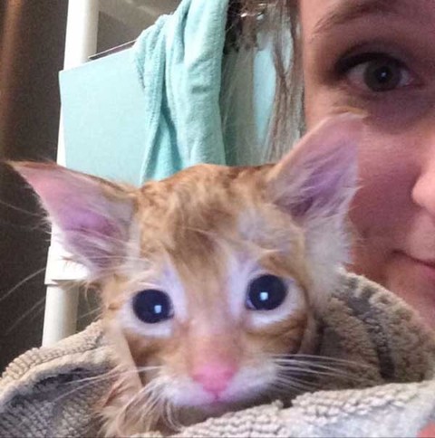 满满的都是爱 流浪的小橘猫从此有人爱咯