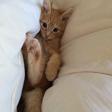 满满的都是爱 流浪的小橘猫从此有人爱咯