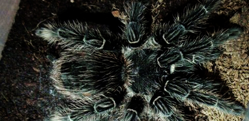 巴西所罗门食鸟