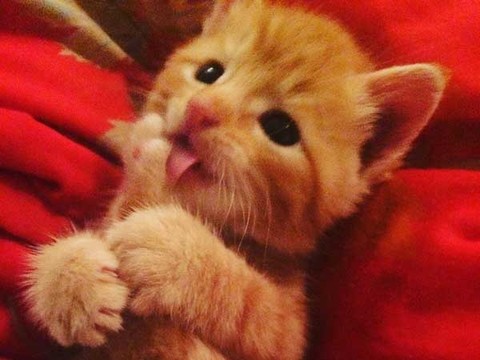 满满的都是爱 流浪的小橘猫从此有人爱咯