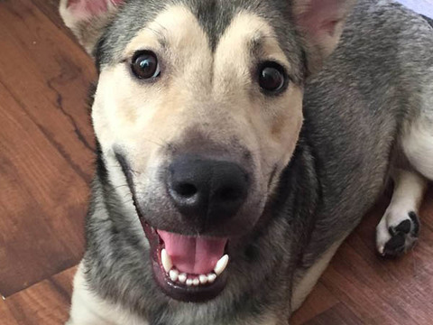 国外网友告诉你领养一只狗就是这么一回事