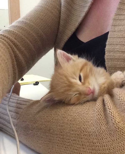 满满的都是爱 流浪的小橘猫从此有人爱咯