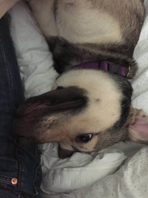 国外网友告诉你领养一只狗就是这么一回事