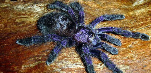 厄瓜多尔紫粉趾