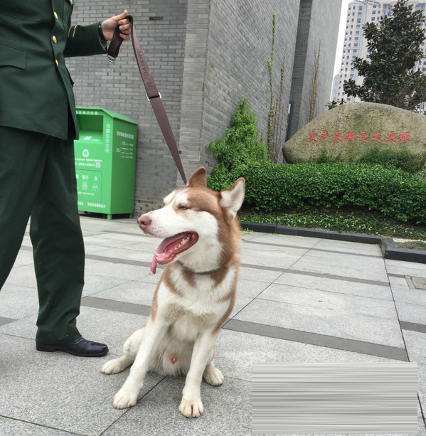 哈士奇要当“消防队员”  加入早操队伍不肯离去