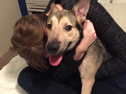 国外网友告诉你领养一只狗就是这么一回事