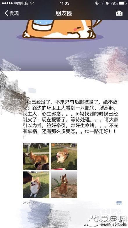 太惨！主人找到心爱宠物狗 竟被环卫工人剥皮