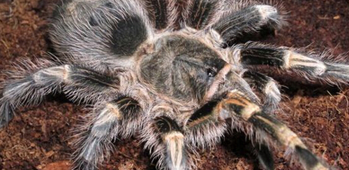 巴西巨人金直间