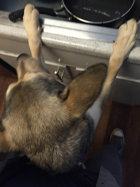 国外网友告诉你领养一只狗就是这么一回事