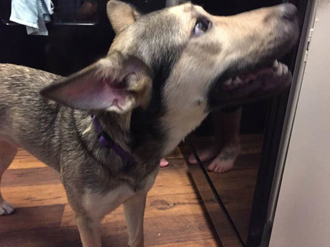 国外网友告诉你领养一只狗就是这么一回事