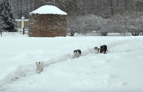 跟在神职者身后排队祈福 俄罗斯猫咪们好虔诚