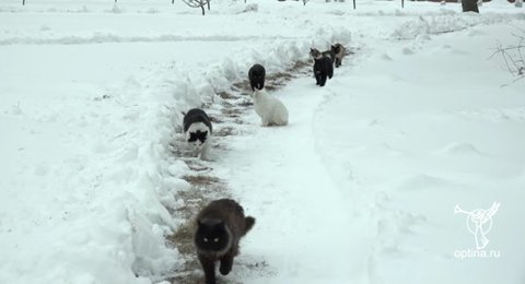 跟在神职者身后排队祈福 俄罗斯猫咪们好虔诚