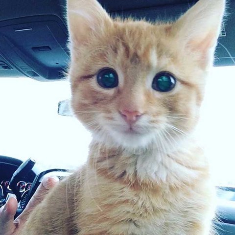 满满的都是爱 流浪的小橘猫从此有人爱咯