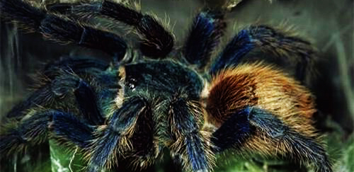 委内瑞拉红绿灯