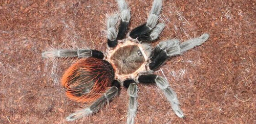 哥斯达黎加红尾