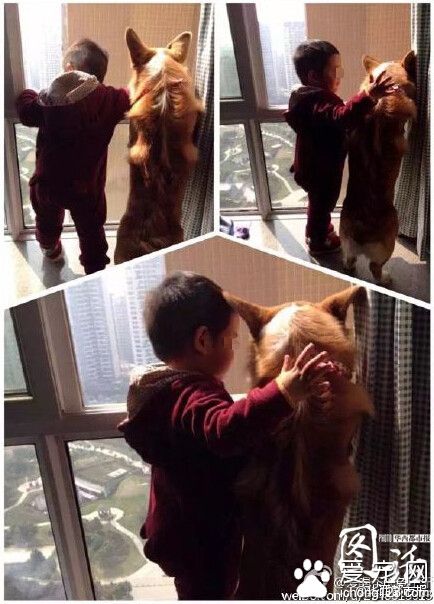 太惨！主人找到心爱宠物狗 竟被环卫工人剥皮