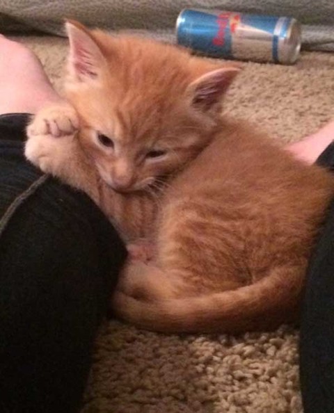 满满的都是爱 流浪的小橘猫从此有人爱咯