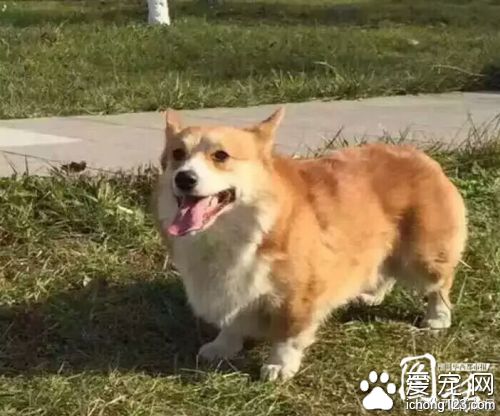 太惨！主人找到心爱宠物狗 竟被环卫工人剥皮