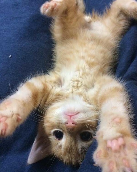 满满的都是爱 流浪的小橘猫从此有人爱咯