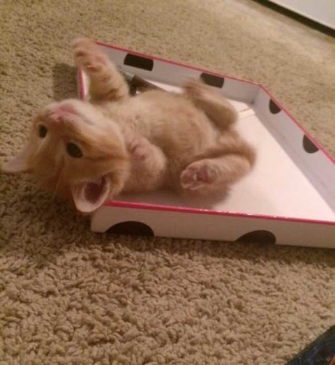 满满的都是爱 流浪的小橘猫从此有人爱咯