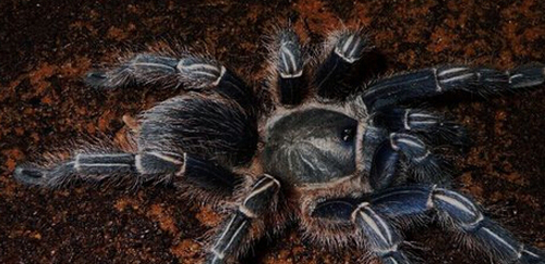 哥斯达黎加斑马脚