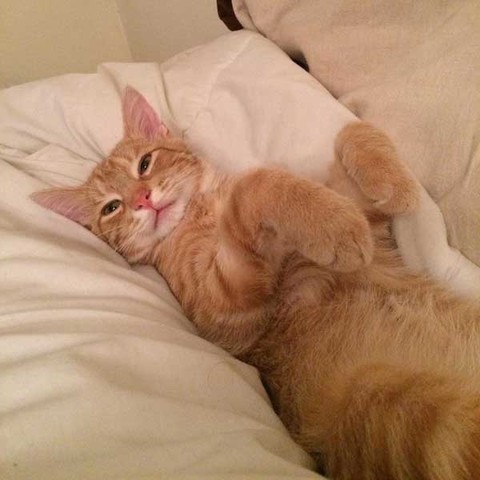 满满的都是爱 流浪的小橘猫从此有人爱咯