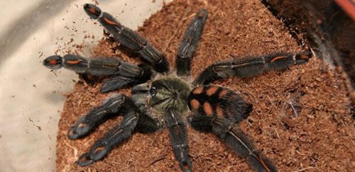 委内瑞拉太阳虎