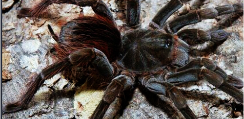 厄瓜多尔棕丝绒