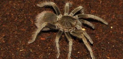 玻利维亚钢铁蓝