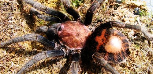 哥斯达黎加老虎尾