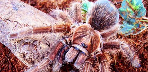 海地咖啡食鸟蜘蛛