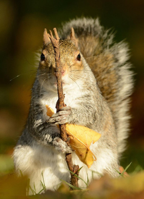 小松鼠手持“魔杖”路中央挡道