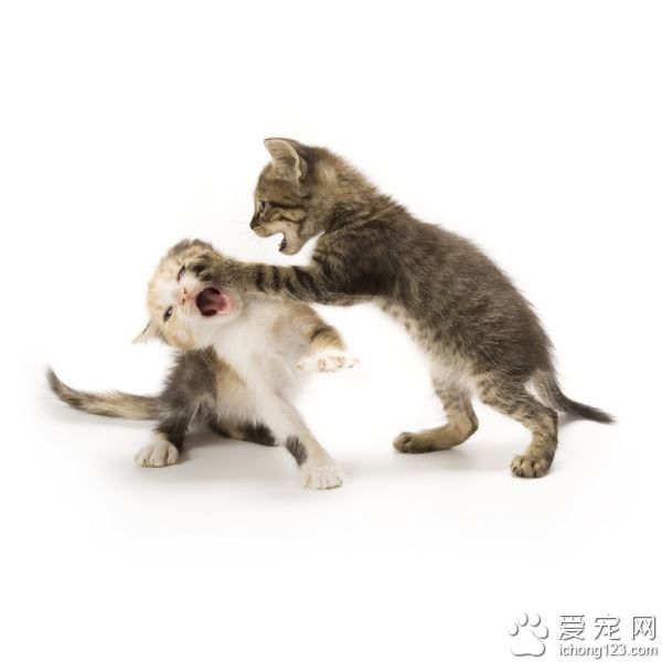 从喵星人的日常互动 可以看出牠们谁是老大!